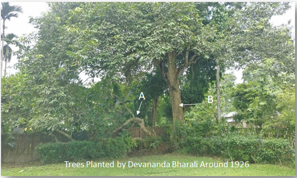 Tree Planted by Devananda Bharali